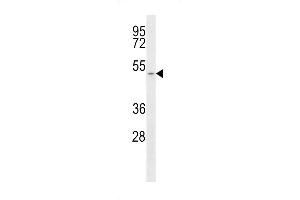 Western blot analysis of anti-SLC16A1 Antibody (C-term) (ABIN389230 and ABIN2839382) in T47D cell line lysates (35 μg/lane).