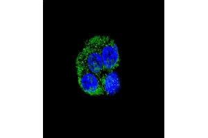 Confocal immunofluorescent analysis of CD36 Antibody (Center) (ABIN389411 and ABIN2839498) with HepG2 cell followed by Alexa Fluor® 488-conjugated goat anti-rabbit lgG (green). (CD36 抗体  (AA 213-242))