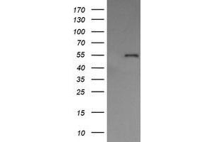 Image no. 10 for anti-Protein Disulfide Isomerase Family A, Member 3 (PDIA3) antibody (ABIN1498107) (PDIA3 抗体)