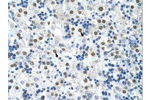 Image no. 3 for anti-Heterogeneous Nuclear Ribonucleoprotein A0 (HNRNPA0) (AA 154-203) antibody (ABIN202208) (HNRNPA0 抗体  (AA 154-203))