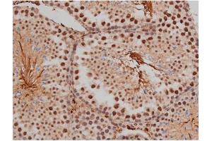 ABIN6267333 at 1/200 staining Mouse testis tissue sections by IHC-P.