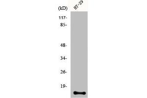 Western Blot analysis of HT29 cells using CRABP-II Polyclonal Antibody (CRABP2 抗体  (Internal Region))