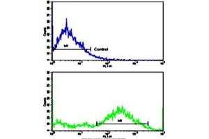 Flow cytometric analysis of NCI-H292 cells using MVP polyclonal antibody (bottom histogram) compared to a negative control cell (top histogram). (MVP 抗体  (C-Term))