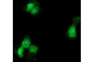 Anti-GCKR mouse monoclonal antibody (ABIN2454023) immunofluorescent staining of COS7 cells transiently transfected by pCMV6-ENTRY GCKR (RC214230). (GCKR 抗体)