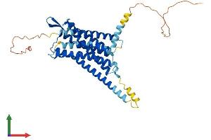 AlphaFold protein structure predicition of Mouse Recombinant Oxtr Protein, UniprotID P97926