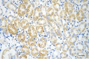 Immunohistochemistry was performed on paraffin-embedded mouse kidney using prolyl 4-hydroxylase subunit beta antibody (ABIN7799920), 1:200). (Recombinant P4HB 抗体)