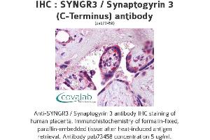 Image no. 1 for anti-Synaptogyrin 3 (SYNGR3) (C-Term) antibody (ABIN1739829) (Synaptogyrin 3 抗体  (C-Term))