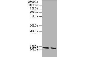 Western blot All lanes: Hba antibody at 2 μg/mL Lane 1: HepG2 whole cell lysate Lane 2: Hela whole cell lysate Secondary Goat polyclonal to rabbit IgG at 1/10000 dilution Predicted band size: 16 kDa Observed band size: 16 kDa (HBA1 抗体  (AA 2-142))