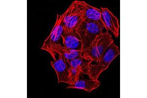 Immunofluorescence (IF) image for anti-NLR Family, CARD Domain Containing 4 (NLRC4) (pSer533) antibody (ABIN5611209)