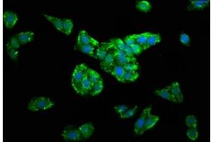 Immunofluorescence (IF) image for anti-Dihydrolipoamide S-Succinyltransferase (E2 Component of 2-Oxo-Glutarate Complex) (DLST) (AA 76-225) antibody (ABIN7149912)