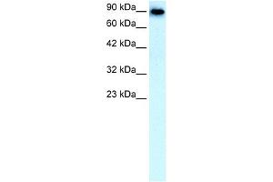 WB Suggested Anti-SLC4A1 Antibody Titration:  0. (Band 3/AE1 抗体  (N-Term))