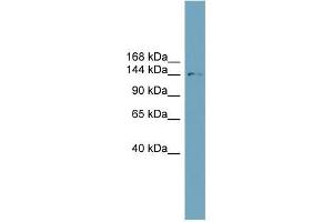 Human ACHN; WB Suggested Anti-SLC4A2 Antibody Titration: 0. (SLC4A2 抗体  (N-Term))