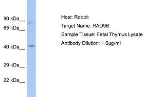 Host: Rabbit Target Name: RAD9B Sample Type: Fetal Thymus lysates Antibody Dilution: 1. (RAD9B 抗体  (C-Term))