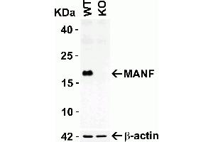 KO Validation in HEK293T Cells: Loading: 10 ug of HEK293T WT cell lysates or MANF KO cell lysates. (MANF 抗体  (C-Term))