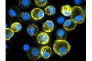 Immunofluorescence (IF) image for anti-CD209 (CD209) antibody (Alexa Fluor 647) (ABIN2657692) (DC-SIGN/CD209 抗体  (Alexa Fluor 647))