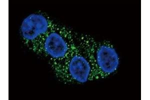 Immunofluorescence (IF) image for anti-ATP-Binding Cassette, Sub-Family G (WHITE), Member 2 (ABCG2) (AA 305-335) antibody (ABIN3030062)