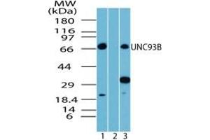 Image no. 1 for anti-Unc-93 Homolog B1 (UNC93B1) (AA 500-550) antibody (ABIN207765) (UNC93B1 抗体  (AA 500-550))