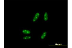 Immunofluorescence of purified MaxPab antibody to SSX5 on HepG2 cell. (SSX5 抗体  (AA 1-229))