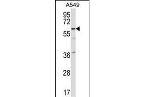 TFCP2L1 Antibody (C-term) (ABIN657361 and ABIN2846411) western blot analysis in A549 cell line lysates (35 μg/lane). (TFCP2L1 抗体  (C-Term))