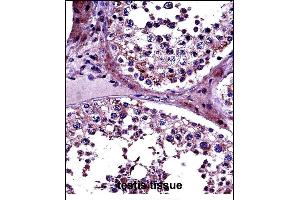 PRMT5 Antibody (N-term) (ABIN657695 and ABIN2846686) immunohistochemistry analysis in formalin fixed and paraffin embedded human testis tissue followed by peroxidase conjugation of the secondary antibody and DAB staining. (PRMT5 抗体  (N-Term))