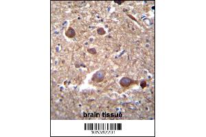 ITPKB Antibody immunohistochemistry analysis in formalin fixed and paraffin embedded human brain tissue followed by peroxidase conjugation of the secondary antibody and DAB staining. (ITPKB 抗体  (N-Term))