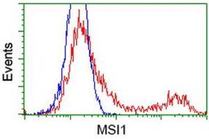 Image no. 3 for anti-Musashi Homolog 1 (Drosophila) (MSI1) antibody (ABIN1499571)