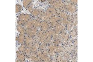 Immunohistochemical staining of human stomach with C9orf46 polyclonal antibody  shows moderate cytoplasmic positivity in glandular cells. (PLGRKT 抗体)