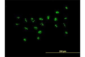 Immunofluorescence of purified MaxPab antibody to PWP2H on HeLa cell. (PWP2 抗体  (AA 1-919))