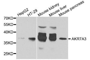 Western blot analysis of extract of various cells, using AKR7A3 antibody. (AKR7A3 抗体)