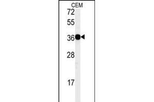 Western blot analysis of CD300LB Antibody (N-term) (ABIN651396 and ABIN2840215) in CEM cell line lysates (35 μg/lane). (CD300LB 抗体  (N-Term))
