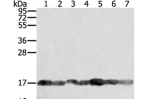 Western Blot analysis of PC3, Raji, NIH/3T3, K562, hela, hepg2 and Jurkat cell using PPIA Polyclonal Antibody at dilution of 1:400 (PPIA 抗体)