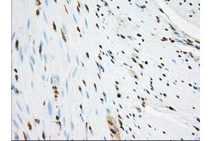 Immunohistochemistry (IHC) image for anti-Sorting Nexin 9 (SNX9) antibody (ABIN1501044)