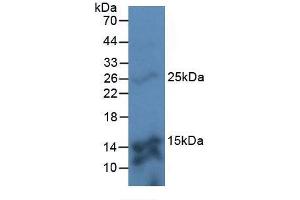 Western blot analysis of Mouse Kidney Tissue. (TMEM27 抗体  (AA 17-137))