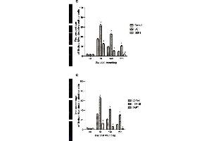 The relationships of the Wnt and Notch signaling pathway and the proliferation of epidermal stem cells was analyzed by immunofluorescence. (c-MYC 抗体  (AA 101-200))