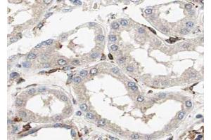 ABIN6272983 at 1/100 staining Mouse kidney tissue by IHC-P. (PLIN3 抗体)