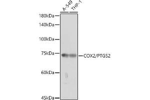 Western blot analysis of extracts of various cell lines, using COX2/PTGS2 antibody (ABIN6130125, ABIN6146415, ABIN6146417 and ABIN6216190) at 1:1000 dilution.
