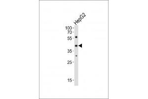 Western blot analysis of lysate from HepG2 cell line using Lhx1 antibody diluted at 1:1000. (LHX1 抗体  (C-Term))
