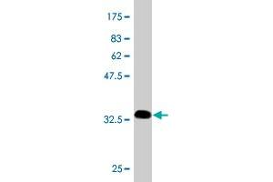 Western Blot detection against Immunogen (34. (CKS2 抗体  (AA 1-79))