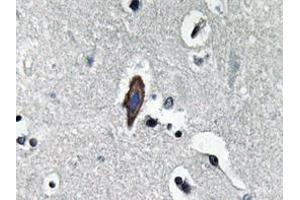 Immunohistochemistry analyzes of AP20629PU-N AQP0 antibody in paraffin-embedded human brain tissue. (MIP 抗体)
