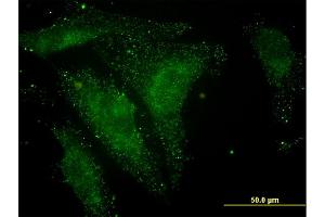 Immunofluorescence (IF) image for anti-NEL-Like 1 (NELL1) (AA 304-403) antibody (ABIN561954)