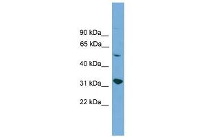WB Suggested Anti-YIPF2 Antibody Titration:  0. (YIPF2 抗体  (Middle Region))