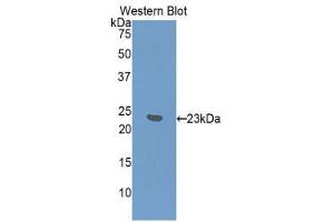 Western Blotting (WB) image for anti-Interferon, alpha 7 (IFNa7) (AA 24-190) antibody (ABIN1859269) (IFNA7 抗体  (AA 24-190))