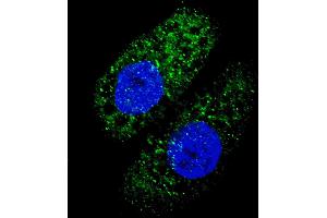 Fluorescent image of  cells stained with ATG5 antibody. (ATG5 抗体)