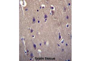 CARTPT Antibody (N-term) immunohistochemistry analysis in formalin fixed and paraffin embedded human brain tissue followed by peroxidase conjugation of the secondary antibody and DAB staining. (CARTPT 抗体  (N-Term))