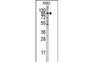 Western blot analysis of anti-LGR5/GPR49 Antibody (Center) f in K562 cell line lysates (35 μg/lane). (LGR5 抗体  (AA 443-473))