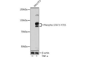 Western Blotting (WB) image for anti-Signal Transducer and Activator of Transcription 3 (Acute-Phase Response Factor) (STAT3) (pTyr705) antibody (ABIN6136266)