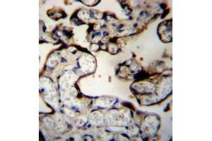 Immunohistochemistry (Paraffin-embedded Sections) (IHC (p)) image for anti-DnaJ (Hsp40) Homolog, Subfamily B, Member 11 (DNAJB11) (AA 62-92), (N-Term) antibody (ABIN951941)