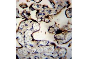 Formalin fixed and paraffin embedded human placenta tissue reacted with DNAJB11 Antibody (N-term) followed by peroxidase conjugation of the secondary antibody and DAB staining. (DNAJB11 抗体  (N-Term))