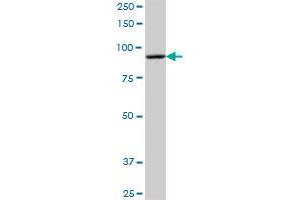 DHTKD1 MaxPab polyclonal antibody. (DHTKD1 抗体  (AA 1-919))