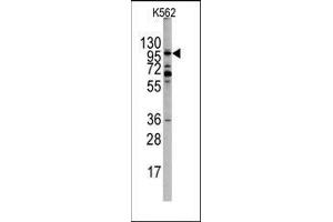 Western blot analysis of EPHA10 Antibody (N-term) in K562 cell line lysates (35ug/lane). (EPH Receptor A10 抗体  (N-Term))